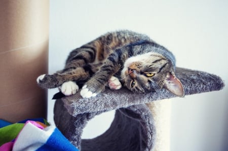 Cat - sleepy, cute, beautiful, cat, sleeping, kitty, cats, hat, cat face, paws, face, animals, pretty, beauty, sweet, kitten, lovely