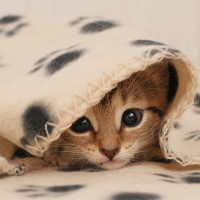 Hello, Kitty