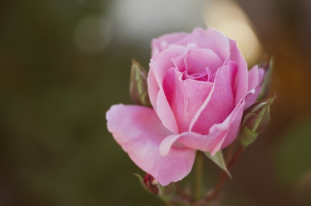 Pink - nature, soft, beauty, flower, pink rose, pastel