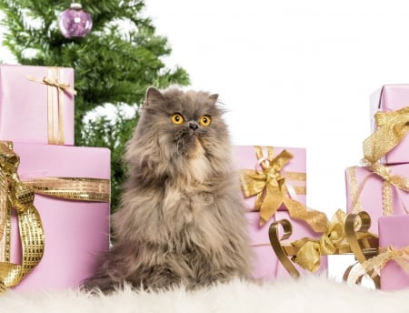 Cat - decorations christmas, persian, christmas tree, gifts, pink boxes, lovely, cat