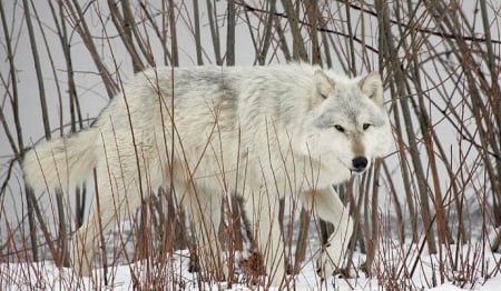 A wolf - abstract, grey wolf, nature, wolf, majestic, canine, friendship, arctic