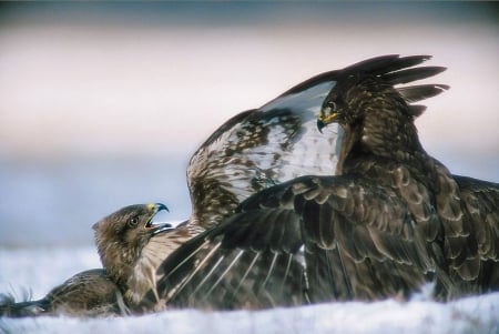 Fighting eagle - birds, predators, winter snow, fighting, eagle, bald eagle, nature, golden eagle, animals, wildlife, wild, wallpaper