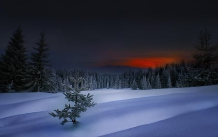 Alone - winter, nature, ever green, snow, field