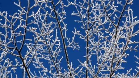 Snowy tree branches - winter, frosted, snow, frosty, HD, tree, forzen, ice, cold, frost, sky, wallpaper