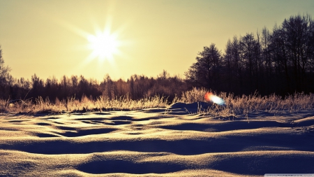 Sunny snowy day - sky, sun, pine, sunset, sunny, tree, scene, landscape, sunlight, light, winter, wallpaper, hd, nature, forest, snow, sunrise