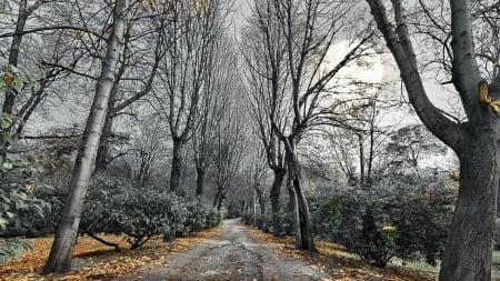 tree lined road in autumn - autumn, trees, leaves, road, bushes