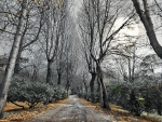 tree lined road in autumn