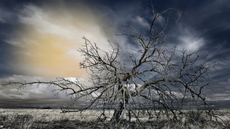 leafless tree under wondrous sky - clouds, leafless, field, tree, sky