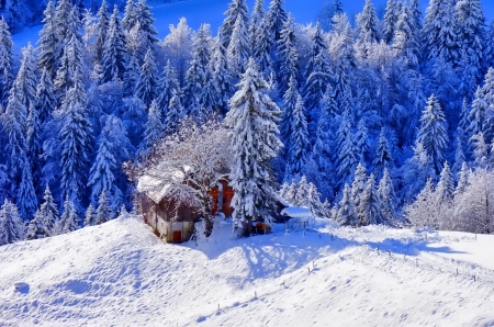 Winter - snowflake, beautiful, photography, tree, wonderful, nature, cold, winter, snowflakes, photo, sun, sky, lovely, splendor, ice, trees, snow