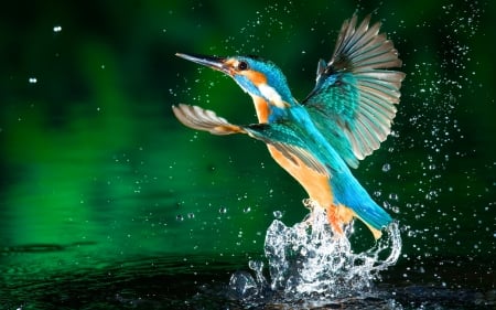 *** Kingfisher *** - anials, animal, bird, birds