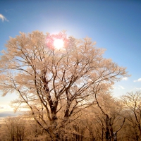 HILLTOP TREES