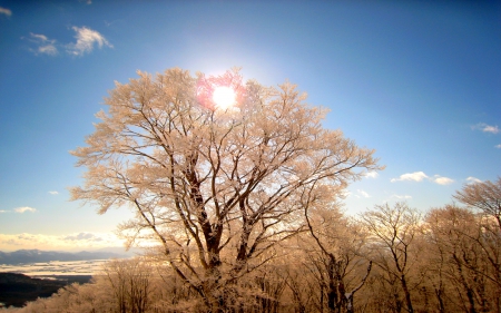 HILLTOP TREES - hills, winter, trees, sunshine