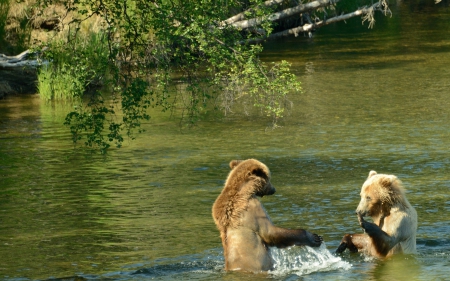 *** Bears *** - river, trees, nature, bears