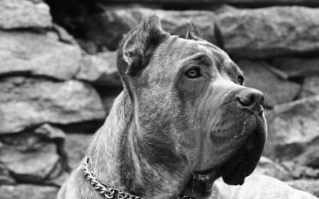 mastiff - big, animal, mastiff, bull, dog, cool, english