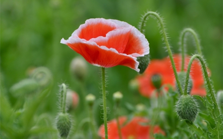 *** Poppies *** - red, flower, poppies, flowers, nature