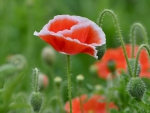 *** Poppies ***