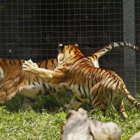 Tigers At Play