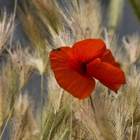 *** Poppy ***