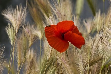 *** Poppy *** - flowers, poppy, field, nature