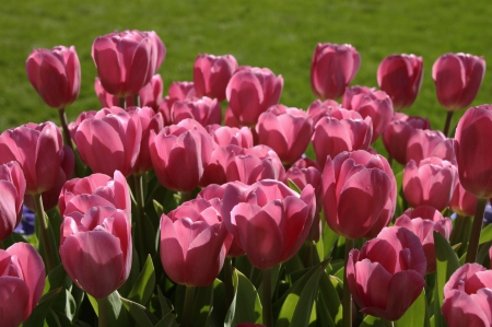 *** Tulips *** - nature, pink, tulips, flowers, flower