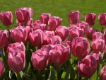 *** Tulips ***