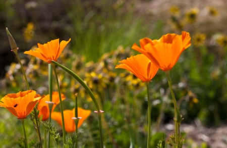 *** Yellow on field *** - flower, flowers, field, yellow, nature