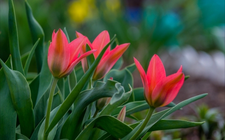 *** Tulips *** - red, flower, tulips, flowers, nature