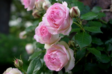 *** Roses *** - flowers, flower, roses, nature