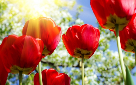 *** Tulips *** - summer, flower, tulips, flowers, nature