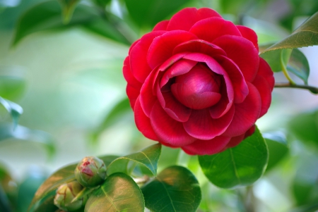 *** Camellia *** - flowers, flower, nature, camellia