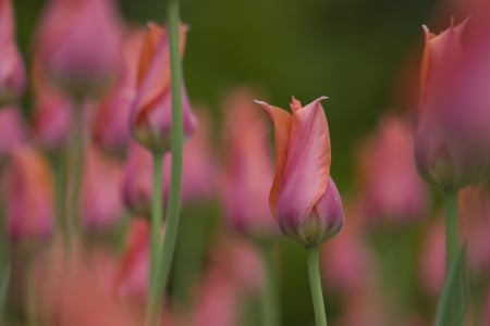 *** The buds of tulips *** - flower, tulips, flowers, buds, nature