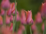 *** The buds of tulips ***