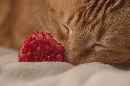 Cat - sleepy, cute, beautiful, cat, sleeping, kitty, cats, hat, cat face, paws, face, animals, pretty, beauty, sweet, kitten, lovely