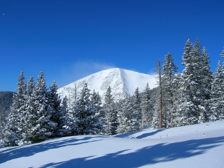 *** Winter forest *** - nature, forest, trees, snow