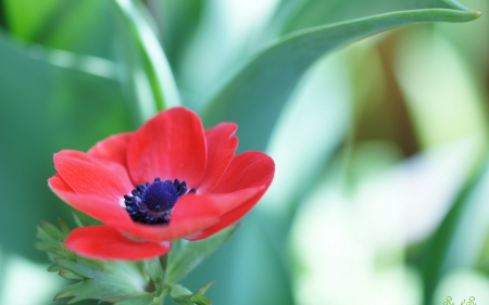 *** Poppy *** - flowers, red, flower, nature