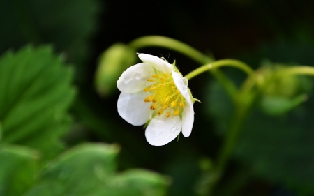 *** Flower strawberries *** - flowers, white, flower, nature