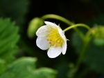 *** Flower strawberries ***