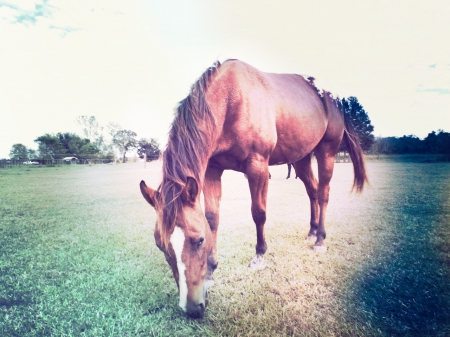 Beautiful Horse Picture - nature, pictures, beautiful horse, old time