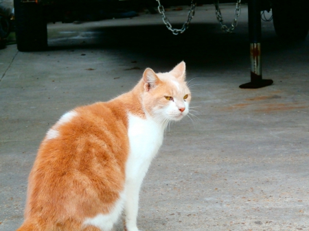 Cat Beauty - hears, mad, cat, beautiful, cute