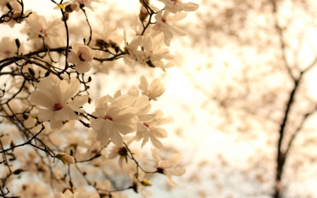 Flowers - plant, nature, tree, flower