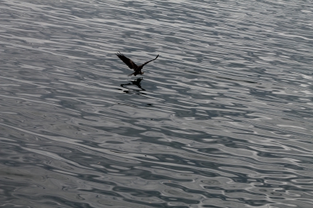 Hawk - wings, food, sea, waves