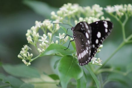 Beautiful Butterfly - white, wings, flowers, black