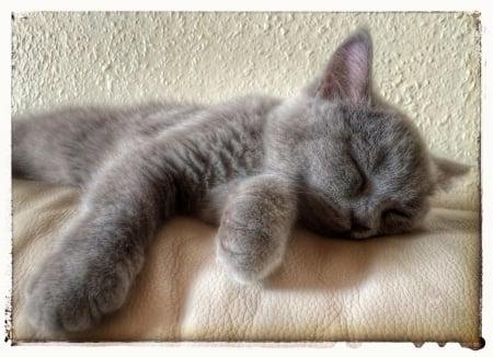 Cat - sleepy, cute, beautiful, cat, sleeping, kitty, cats, hat, cat face, paws, face, animals, pretty, beauty, sweet, kitten, lovely