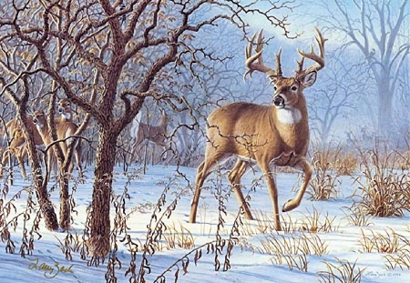 Early Winter Morining - buck, woods, snow, winter, does