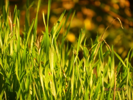 Grass - evening-, november-, sun-, green-