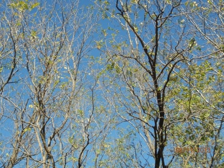 Acacia Forest - november-, sun-, young forest-, robinia pseudoacacia-