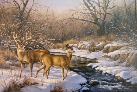 Buck And Doe - buck, doe, winter, snow, stream, woods