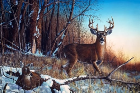 Buck And Doe - buck, woods, doe, snow, winter