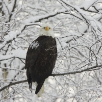 Eagle On Tree