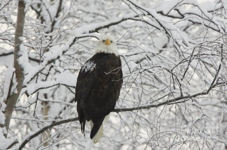 Eagle On Tree - winter, tree, eagle, snow